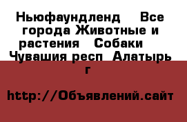 Ньюфаундленд  - Все города Животные и растения » Собаки   . Чувашия респ.,Алатырь г.